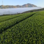 【２０２６年新茶の販売について】